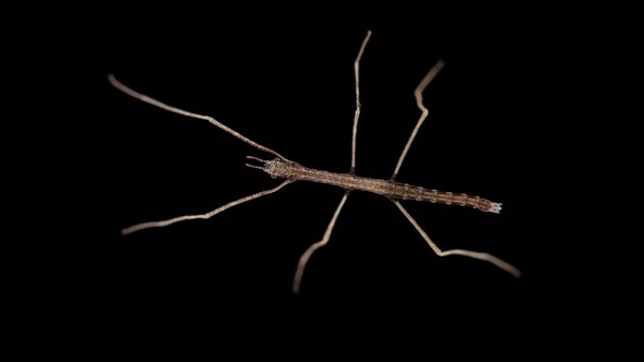 Stick Insect Medauroida Extradentata Family Phasmatidae