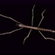 Stick Insect Medauroida Extradentata Family Phasmatidae - VideoHive Item for Sale