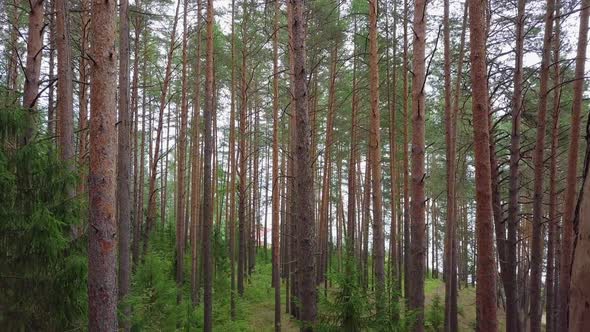 Flying Through Evergreen Coniferous Pine Forest. Aerial View