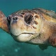 Loggerhead Sea Turtle Looking at Camera In Caribbean Blue Ocean - VideoHive Item for Sale