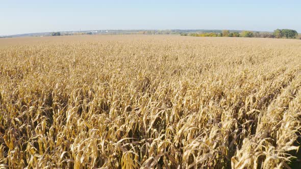 Aerial Drone Shot  a Field in a Rural Area  Drone Flies Low Across the Field