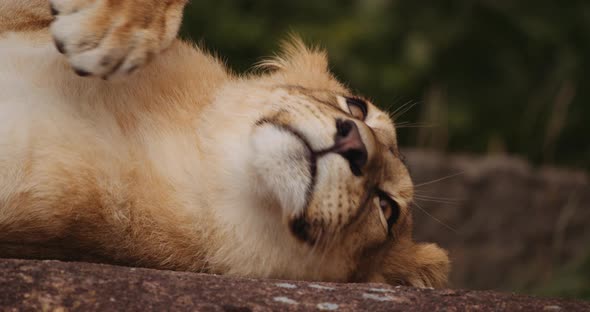 Lion Cub Resting On Rock In Safari Park