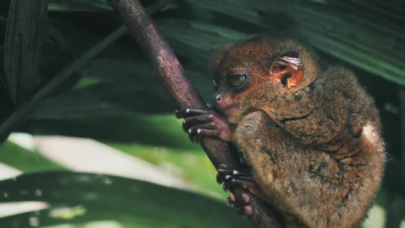 Small Tarsier Falling Asleep Sitting on Branch