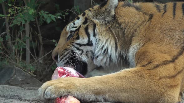 Tiger chewing and licking bone