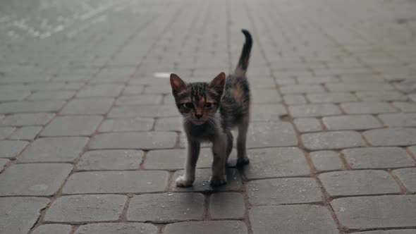 Lonely Small Kitten Cat. Lonely Small Gray Kitten Sitting on the Street and Looking Somewhere Far