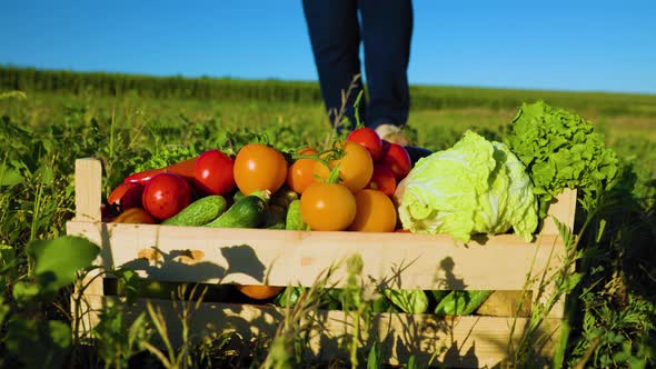 Cropped Farmer Hands Holds Wooden Box with Vegetables Crop in the Field Garden