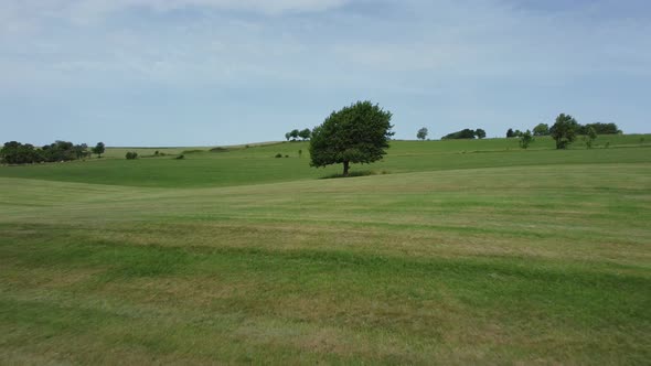 Loneley tree in nature reserve Eifel in Germany, hills and fields