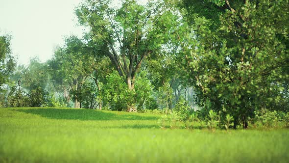 Landscape Lawn in a Park with Trees and Fresh Grass