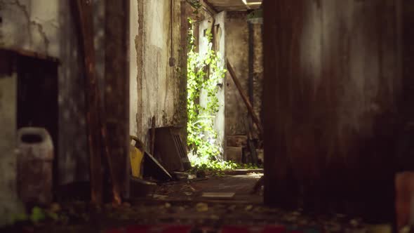 Ruined Abandoned Overgrown By Plants Interior