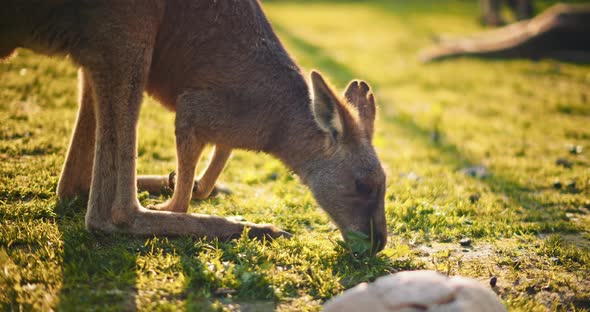 Close up of an eastern grey kangaroo at sunset, eating grass. BMPCC 4K
