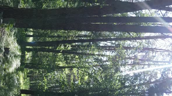 Vertical Video Aerial View Inside a Green Forest with Trees in Summer