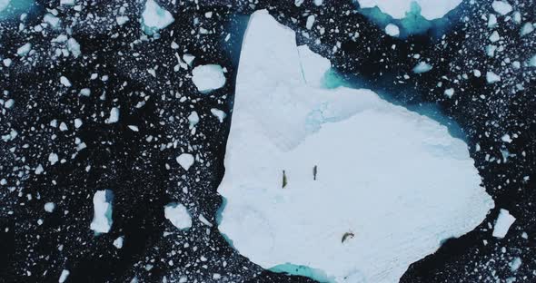 Crabeater seals on ice floe