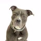 Hungry Attentive Drooling Pit Bull Terrier Dog - VideoHive Item for Sale