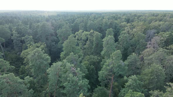 Slow Motion View of Green Forest By Day