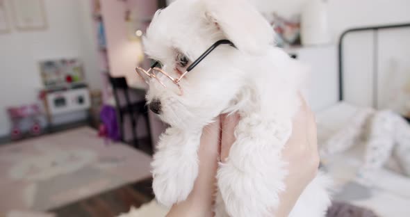 Little Purebred Puppy Bichon Frise with Little Glasses is Playing in the Bedroom