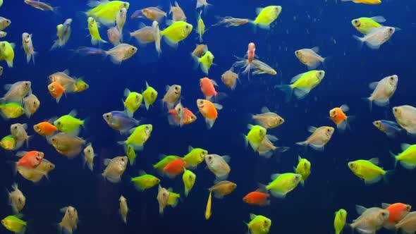 Colorful Decorative Small Aquarium Fish Swimming Against Blue Background