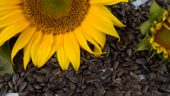 The  fresh disk of a sunflower on sunflower seeds.