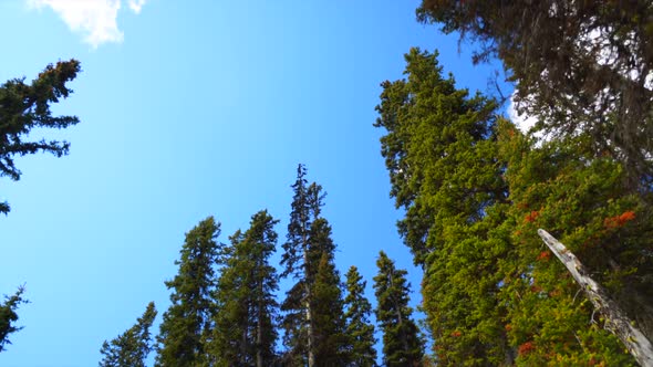 Looking up at trees during the day in Banff National park, Alberta, Canada. 30p conformed to 24p tim
