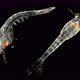 Plankton and Zooplankton of the Atlantic Ocean Under the Microscope, Order Mysida, Looks Very Much - VideoHive Item for Sale