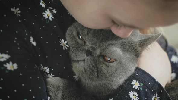 The Pretty Girl Plays with a Gray Cat at Home