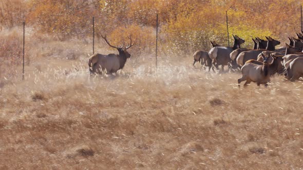 A herd of wild elks in the Rocky Mountain National Park