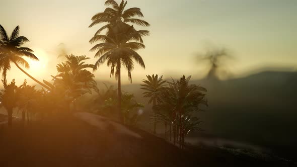 View of the Palm Trees in Fog