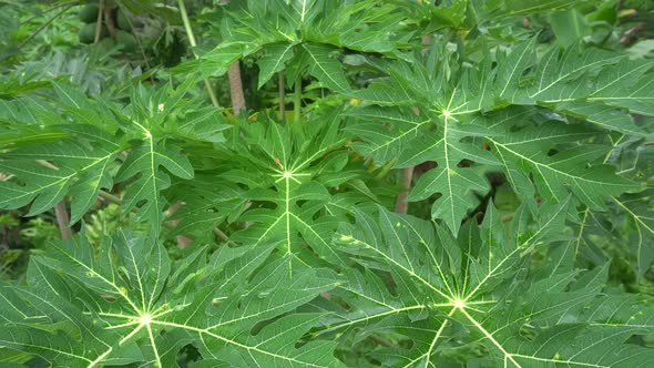 Papaya tree leaves wave blow