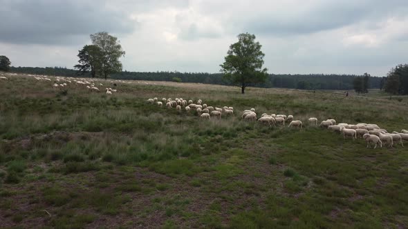 Sheep grazing at national park the Veluwe in the Netherlands, Aerial