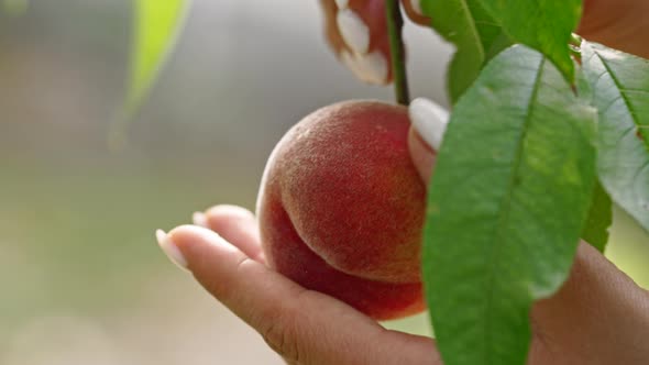 Female Hand Pick Ripe Juicy Peaches From Peach Tree