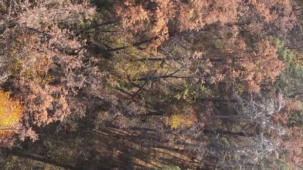 Vertical Video of an Autumn Forest During the Day in Ukraine