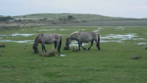 two Konik mares in wetland migrating birds reserve