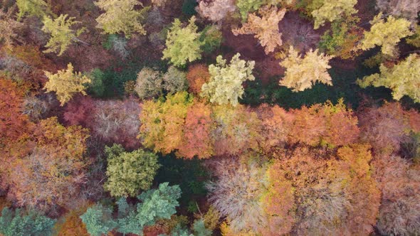 Aerial downward view of mixed autumn forest, Groesbeek, Gelderland, Netherlands.