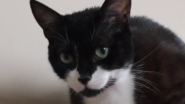 Cute Black And White Cat Against White Background - close up