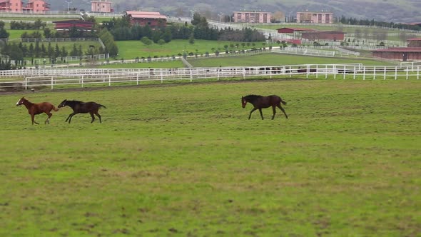 Horses Grazing and Running on the Field