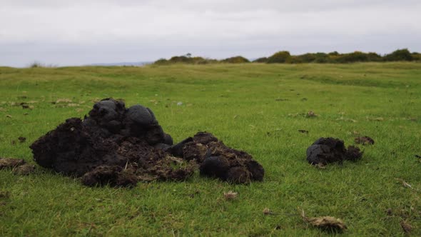 Close up shot of some dung in a field