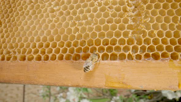 Bee Sitting on Honeycomb