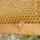 Bee Sitting on Honeycomb - VideoHive Item for Sale