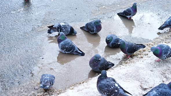 The Leader Pigeon Shows His Power and Fights for Water