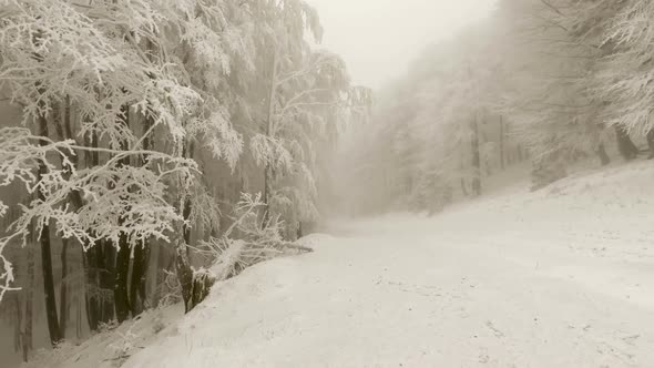 Winter Forest In Foggy Weather