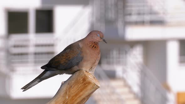 Egyptian Pigeon Sitting on a Branch