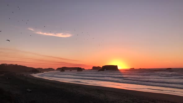 A flock of birds flying at sunset over Bandon Beach. Waves rolling on shore.