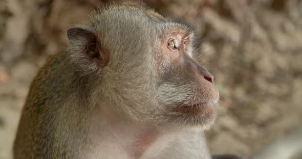Close Up Face Profile of Monkey Bali Indonesia