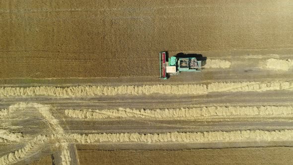 Aerial Drone Footage. Top View Combine Harvester Gathers the Wheat. Harvesting Grain Field