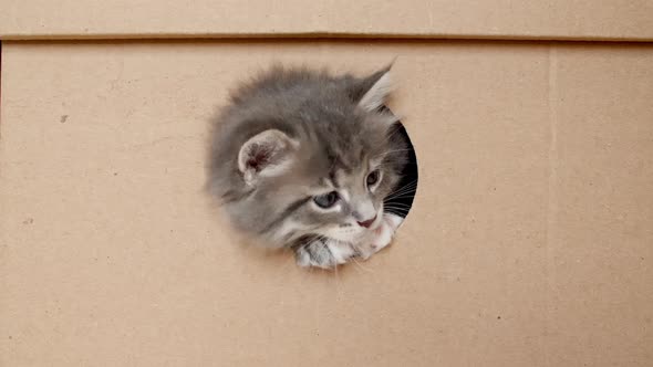 Little Kitten in a Cardboard Box Isolated on a White Background