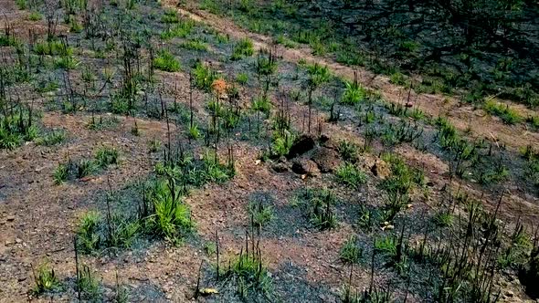 Low aerial shot flying over a dead field covered with sparce vegetation