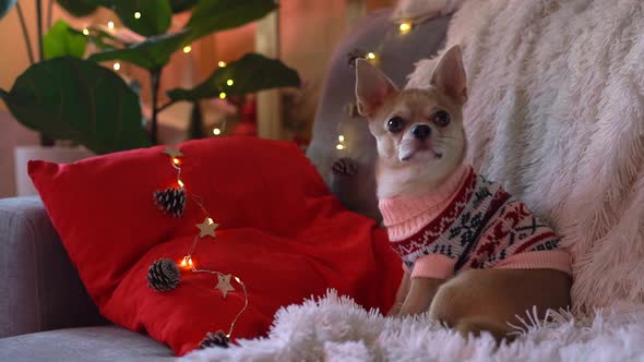 Adorable Little Christmas Dog Chihuahua Dog in Sweater Looking at Camera and Having Fun with