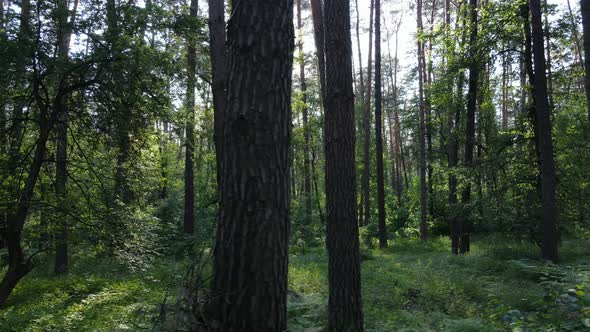 Trees in the Forest By Summer Day