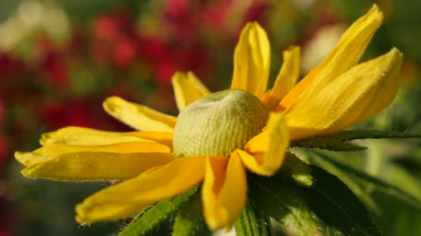 Rudbeckia hirta also known as  Irish Spring flower in the garden 4K 3840X2160 UltraHD footage - Rudb