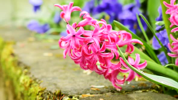 Pink Hyacinths Close Up 