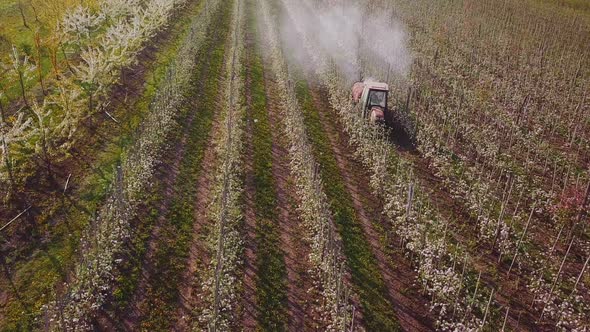 Tractor Spraying Flowering Apple Trees